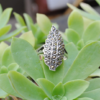 Bague marcassite et argent